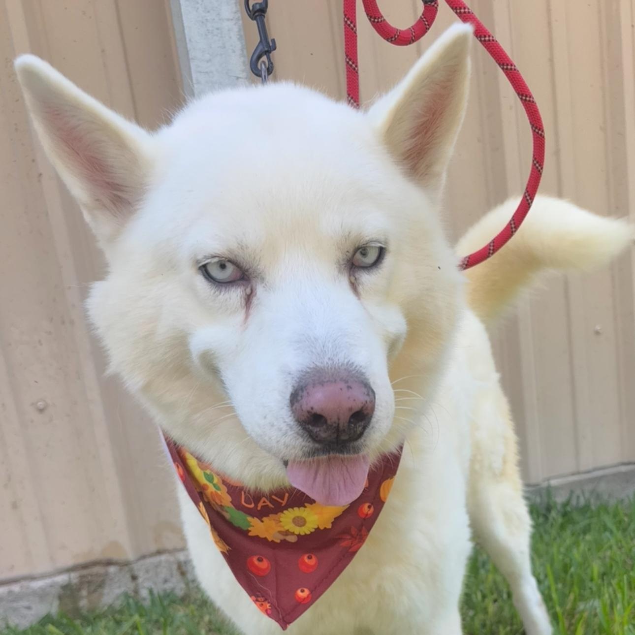 Luke, a Adoptable Husky in Westerly, RI image 1/4