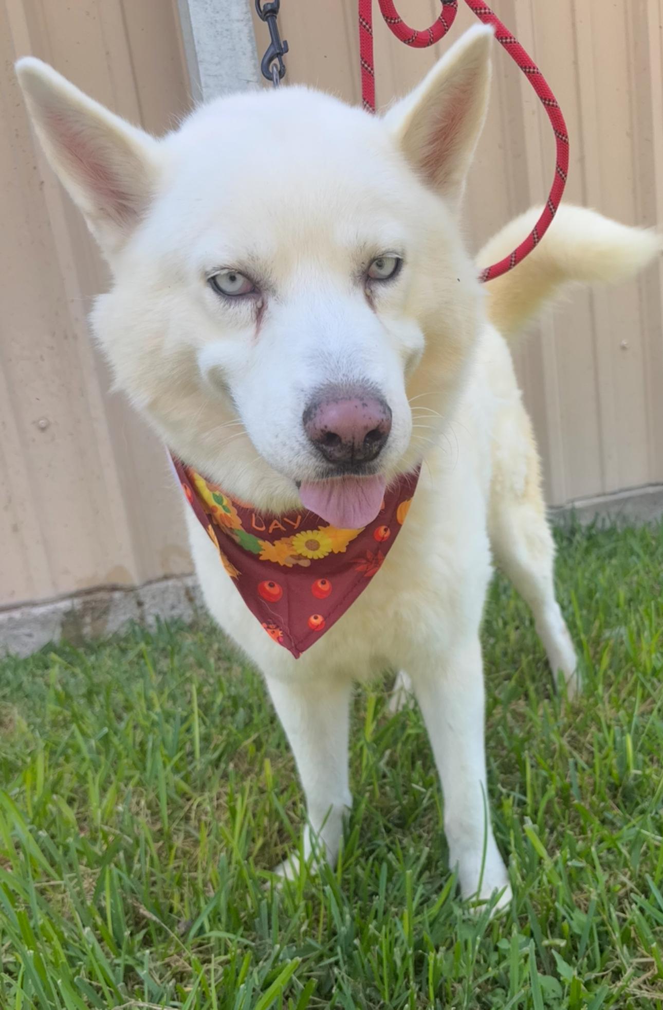 Luke, a Adoptable Husky in Westerly, RI image 3/4