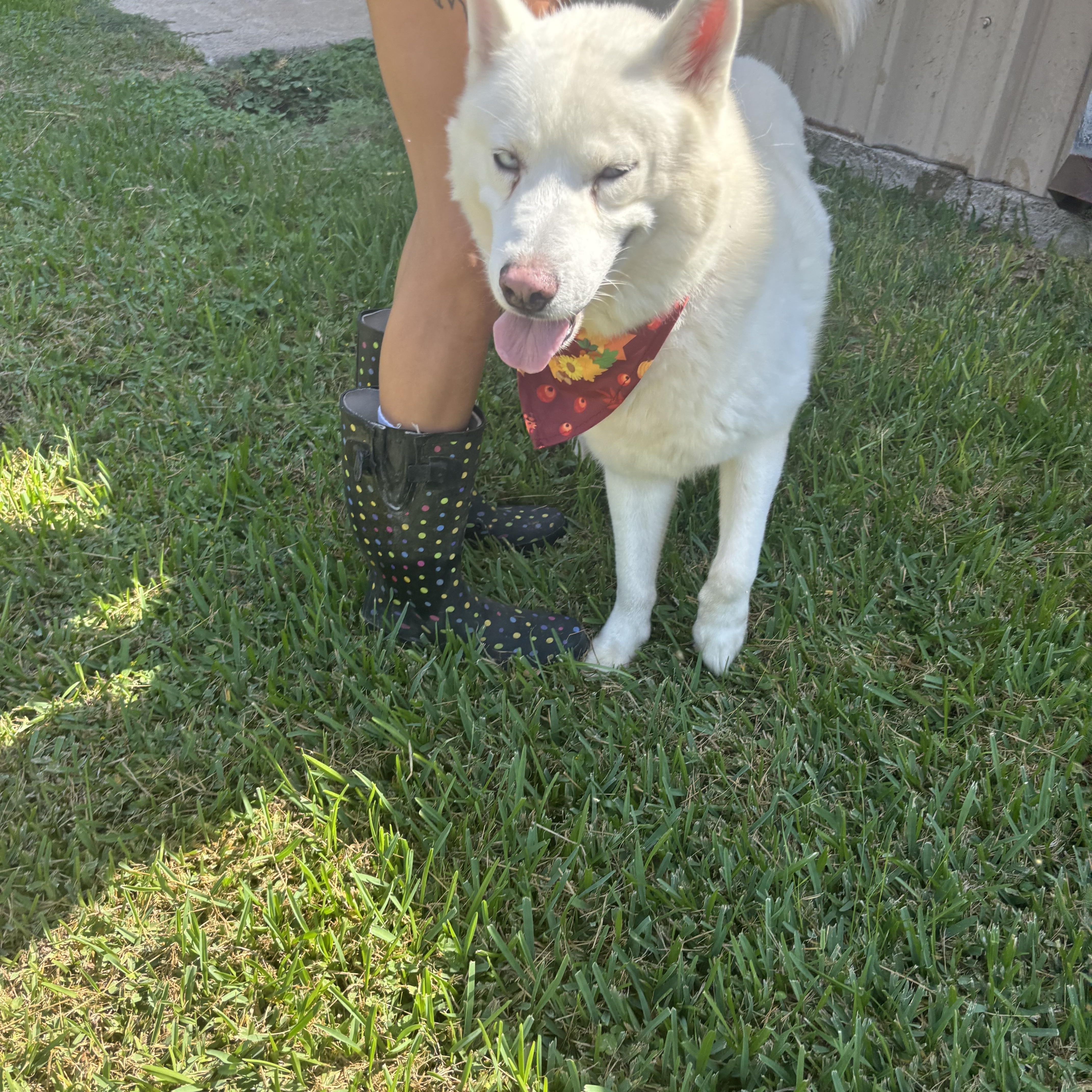 Luke, a Adoptable Husky in Westerly, RI image 4/4
