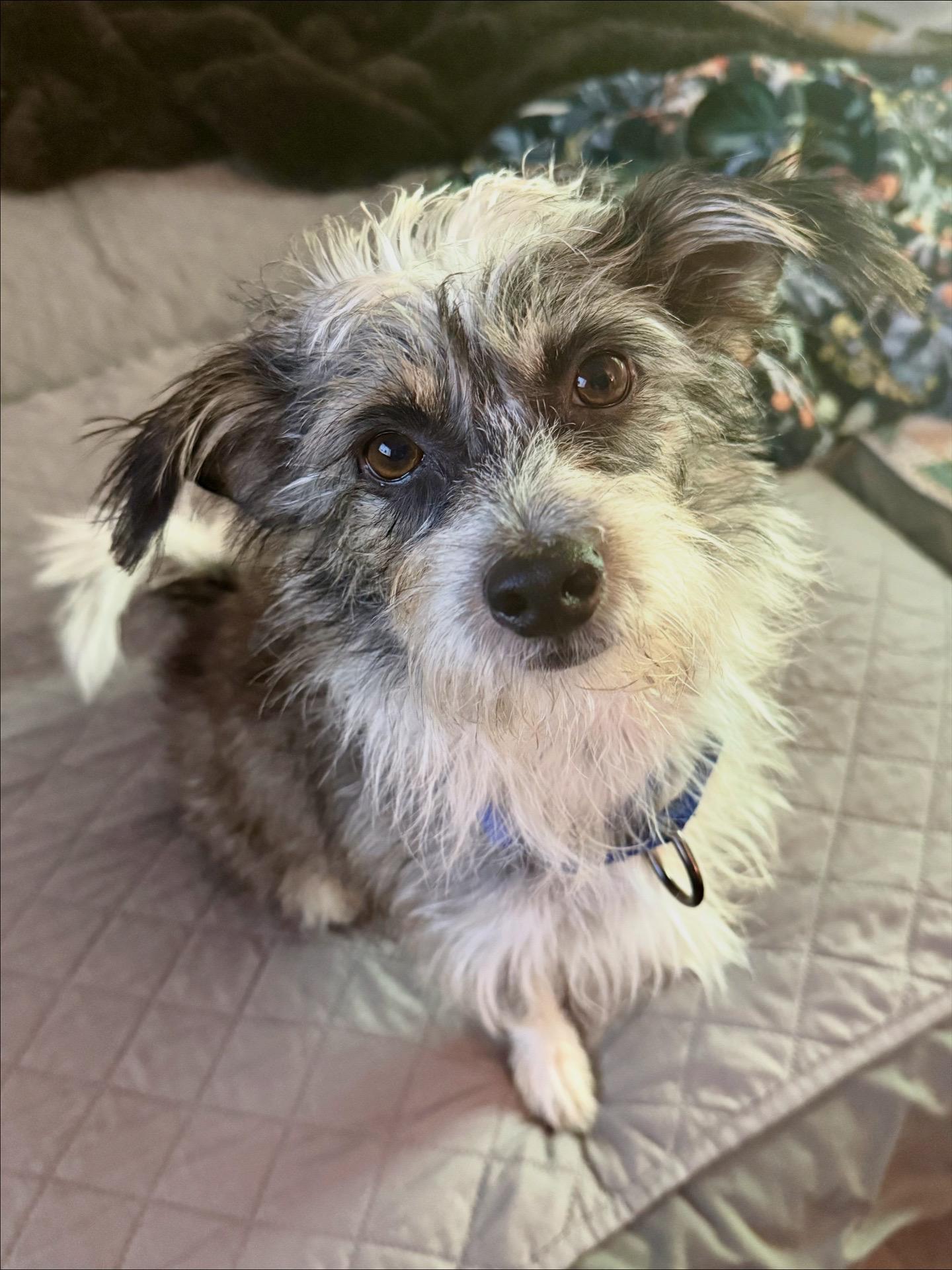 Enlarge Ray, a Adopted mixed breed in Austin, TX image 4/6