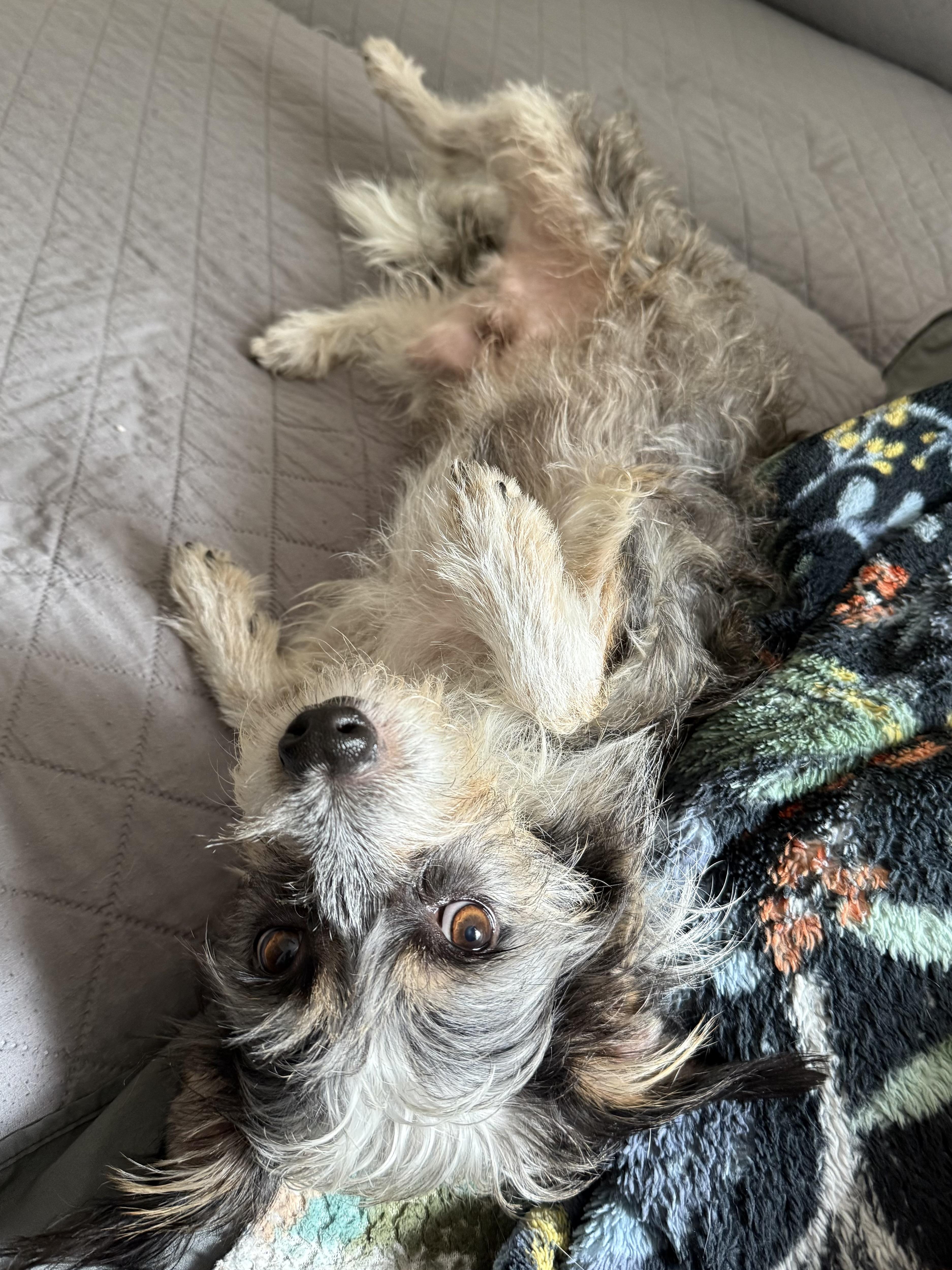 Enlarge Ray, a Adopted mixed breed in Austin, TX image 6/6