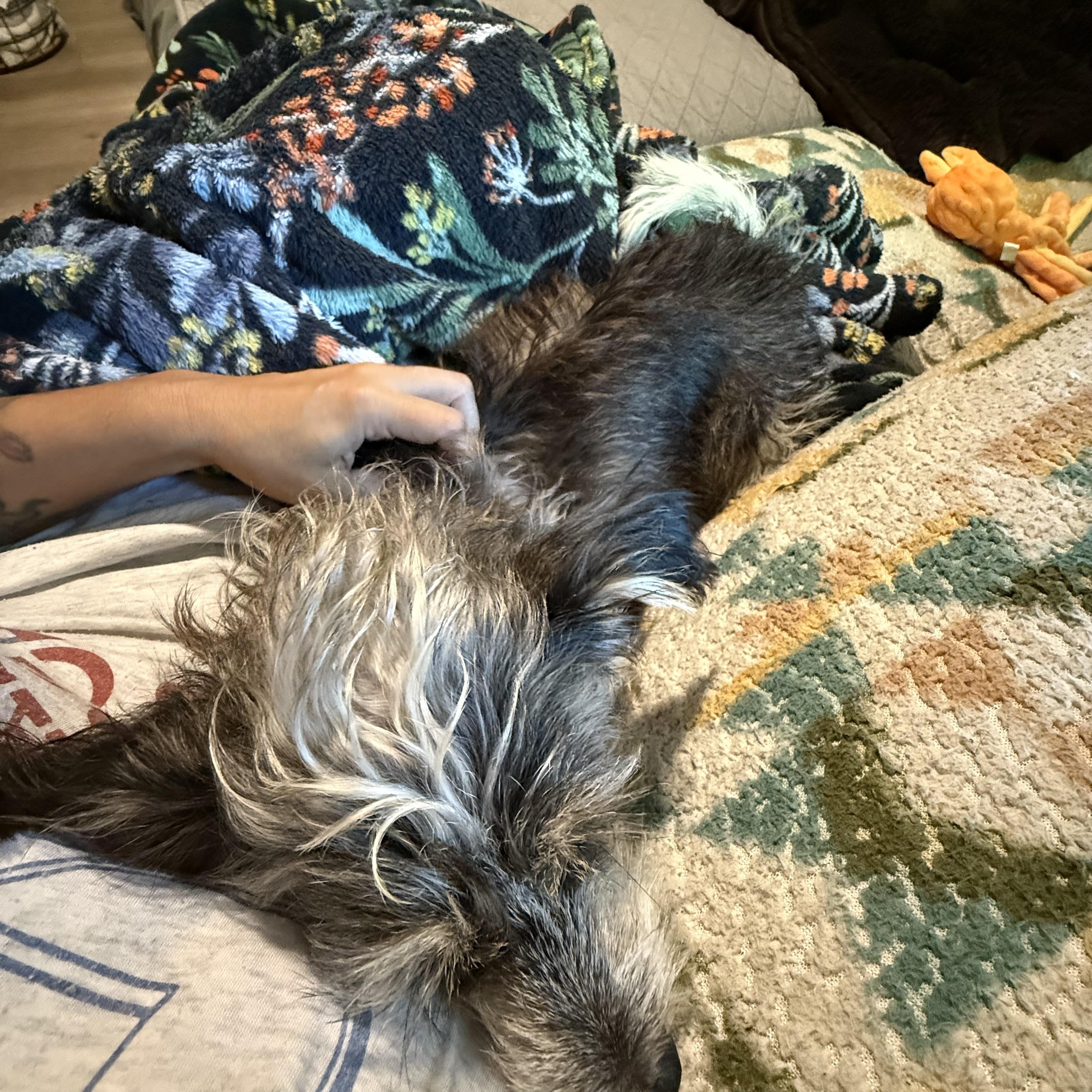 Enlarge Ray, a Adopted mixed breed in Austin, TX image 2/6