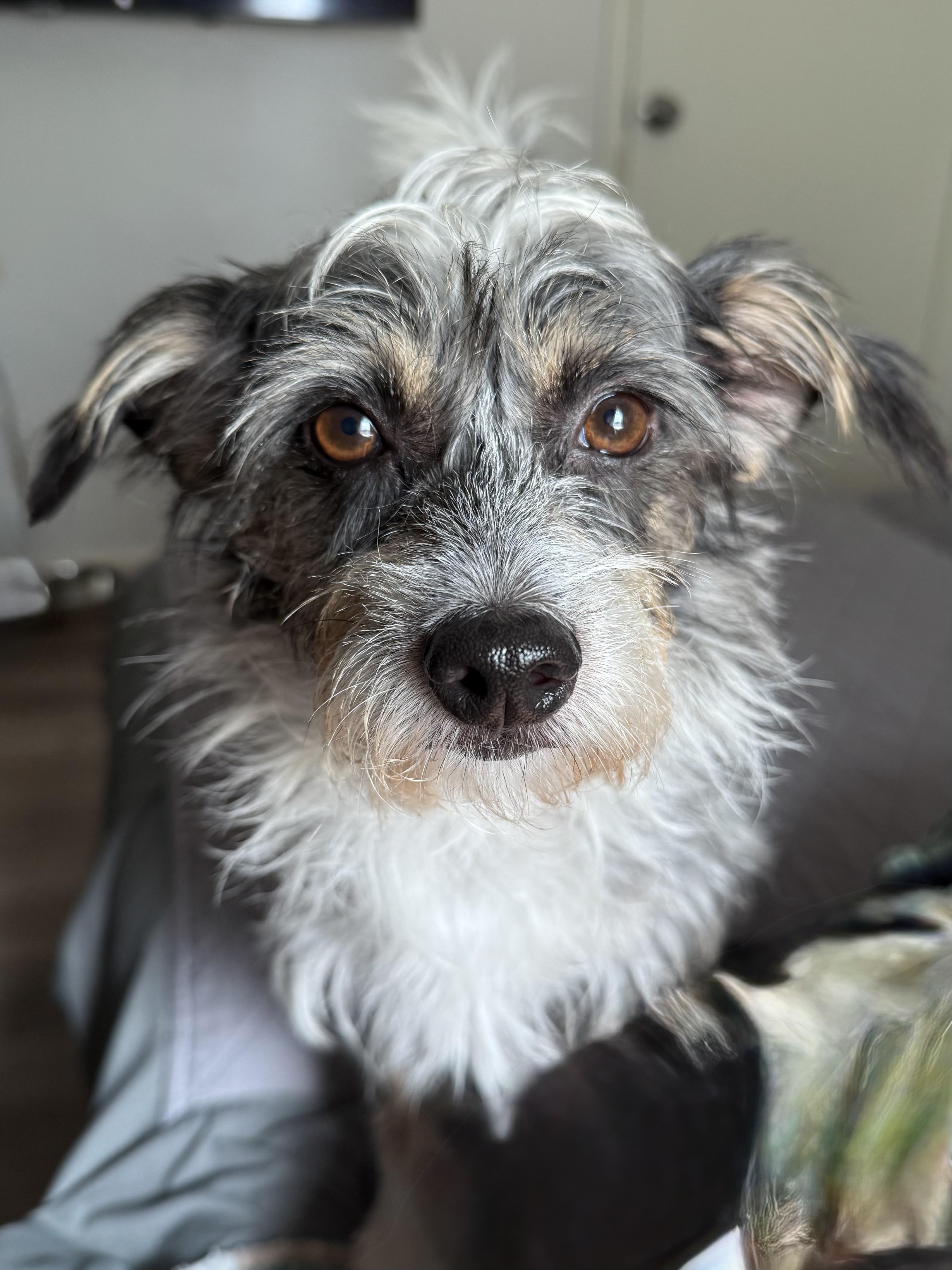 Enlarge Ray, a Adopted mixed breed in Austin, TX image 5/6