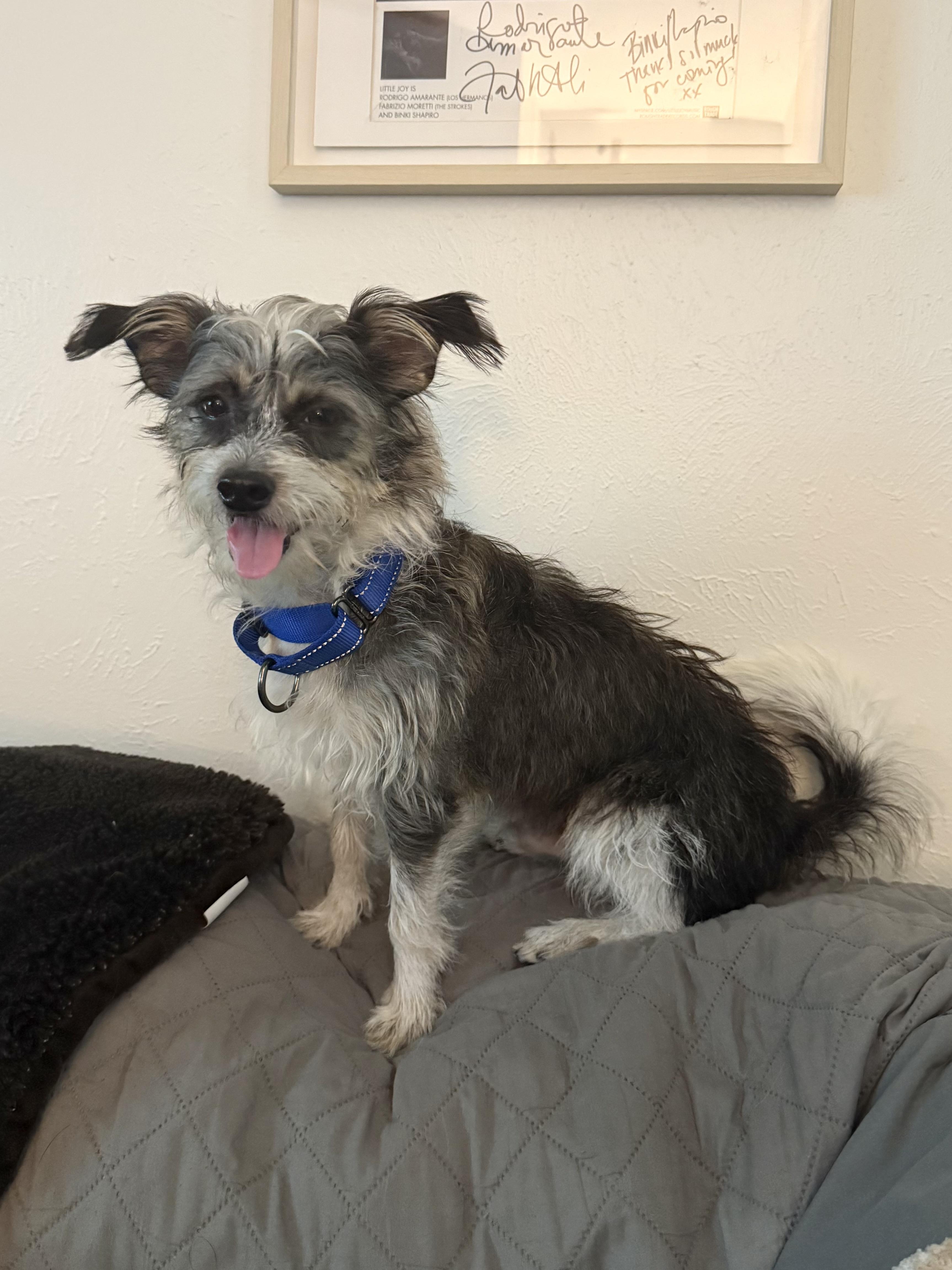 Enlarge Ray, a Adopted mixed breed in Austin, TX image 3/6