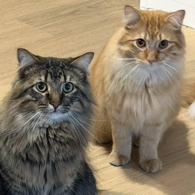 Hoggle & Toby (Bonded Pair), Adoptable, Young Male Maine Coon & Domestic Long Hair.