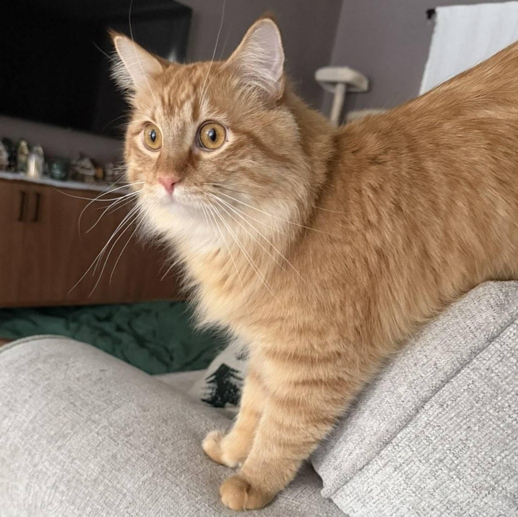 Enlarge Hoggle & Toby (Bonded Pair), a Adoptable mixed breed in Plymouth, MN image 2/6