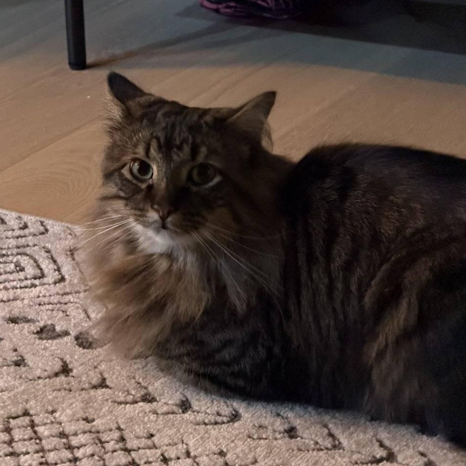 Enlarge Hoggle & Toby (Bonded Pair), a Adoptable mixed breed in Plymouth, MN image 5/6