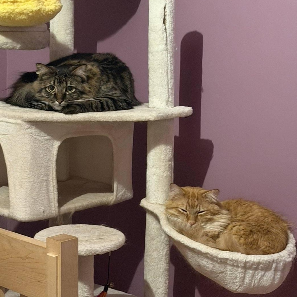 Enlarge Hoggle & Toby (Bonded Pair), a Adoptable mixed breed in Plymouth, MN image 6/6