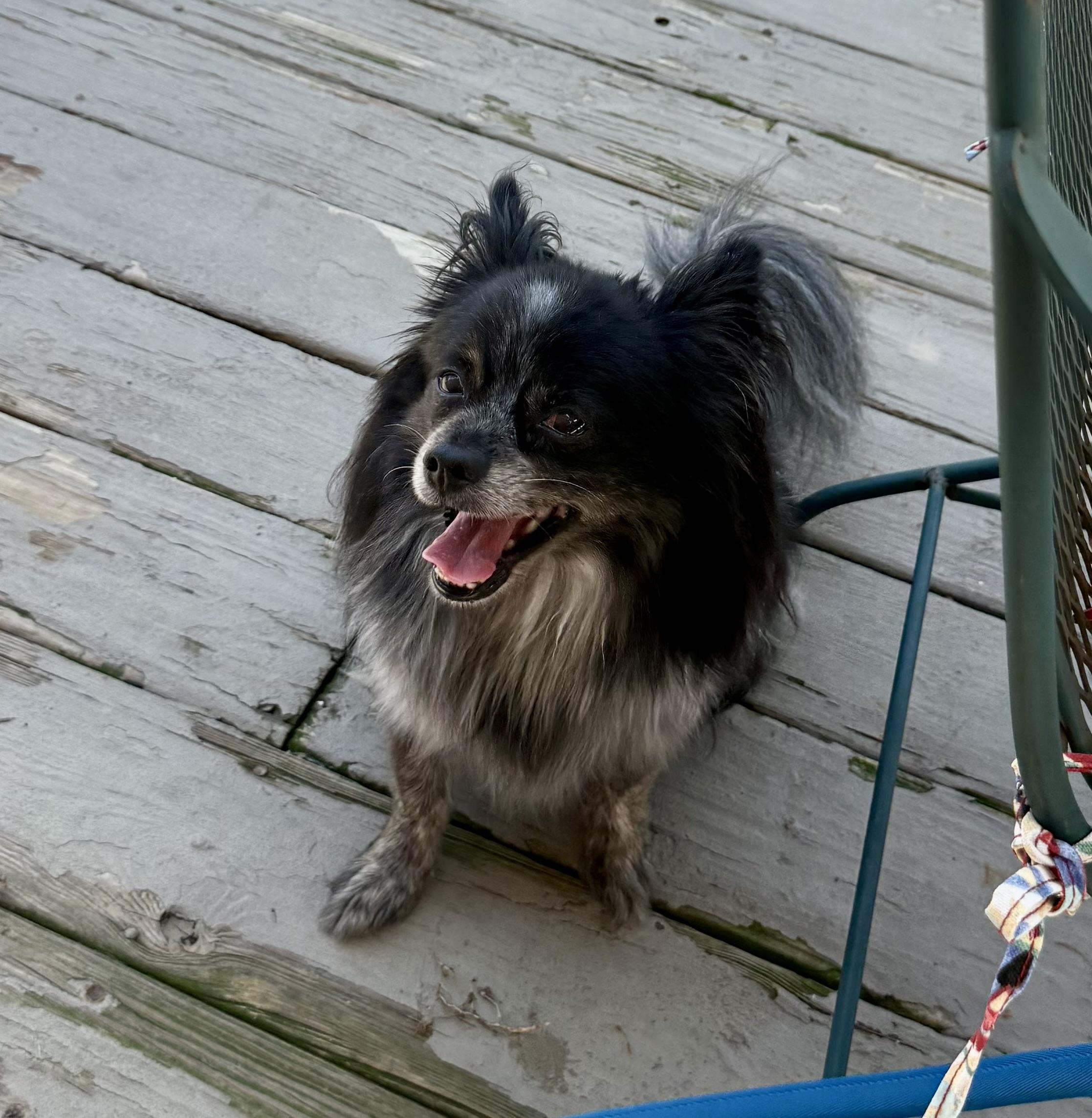 Enlarge Ozzy aka McFluffy, an adoptable mixed breed in Queenstown, MD image 3/3