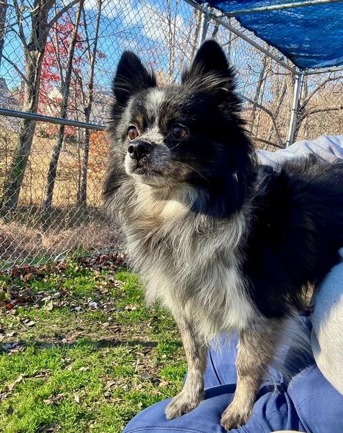 Mcfluffy thumbnail 2