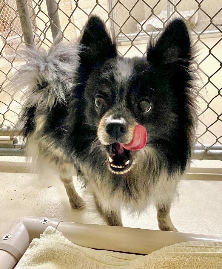 Enlarge McFluffy, an adopted mixed breed in Queenstown, MD image 2/2