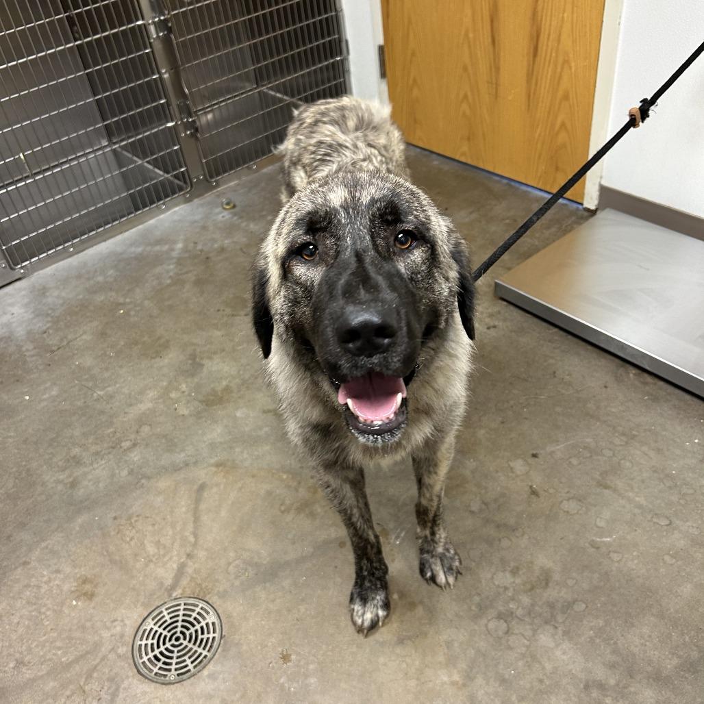 Enlarge Lainey, a Adoptable Anatolian Shepherd in Emporia, KS image 1/6