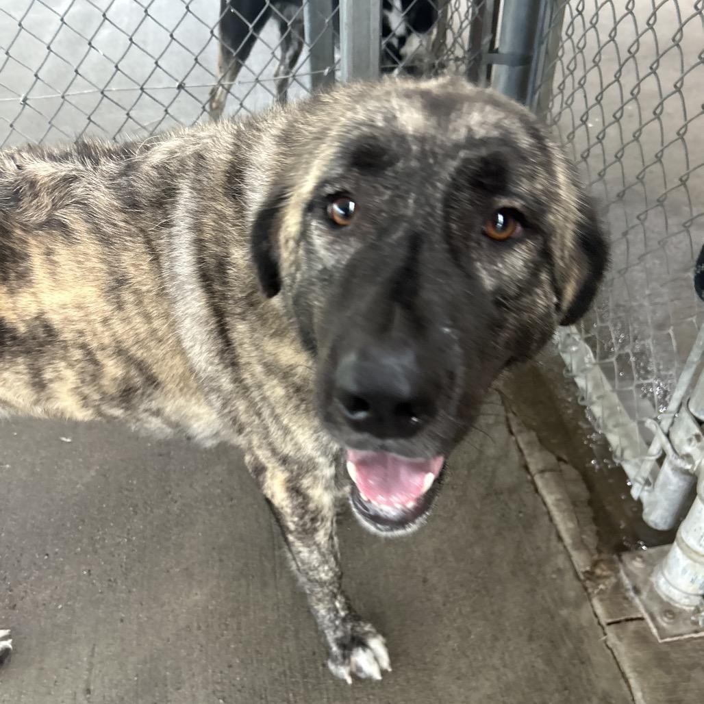 Enlarge Lainey, a Adoptable Anatolian Shepherd in Emporia, KS image 2/6