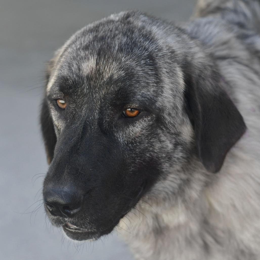 Enlarge Lainey, a Adoptable Anatolian Shepherd in Emporia, KS image 3/6