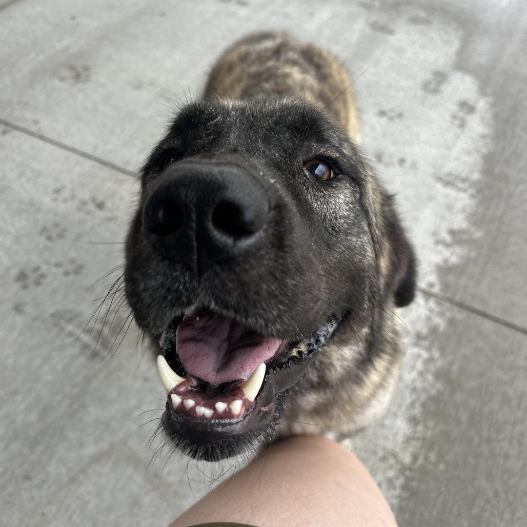 Enlarge Lainey, a Adoptable Anatolian Shepherd in Emporia, KS image 4/6