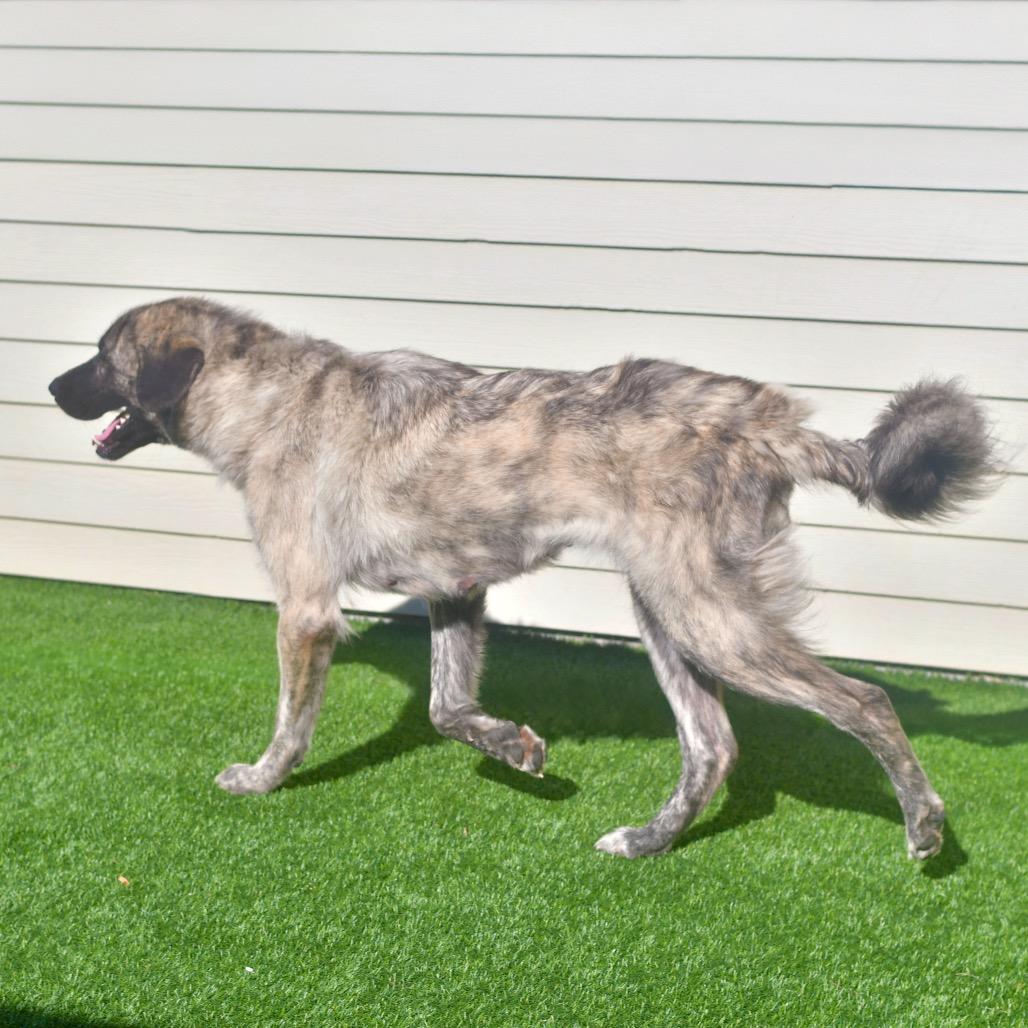 Enlarge Lainey, a Adoptable Anatolian Shepherd in Emporia, KS image 5/6