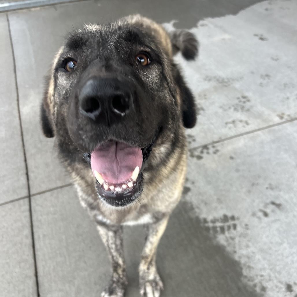Enlarge Lainey, a Adoptable Anatolian Shepherd in Emporia, KS image 6/6