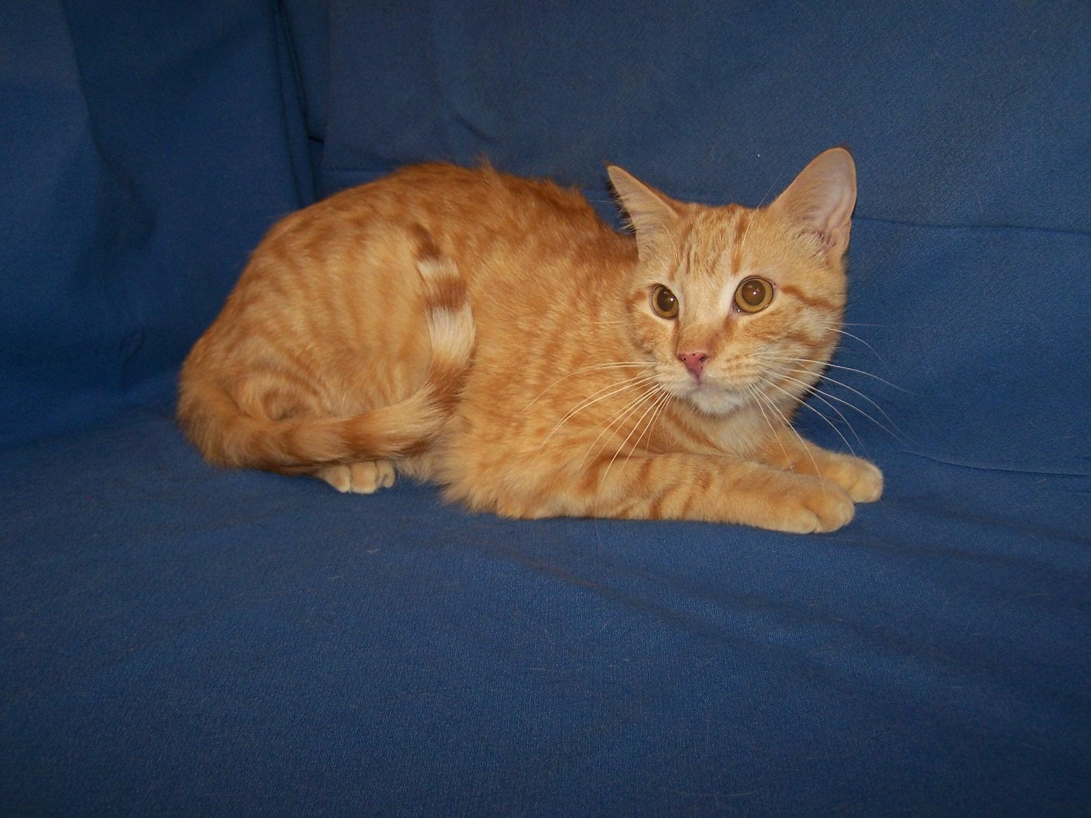 Enlarge Killian, a ADOPTABLE mixed breed in Colorado Springs, CO image 1/1