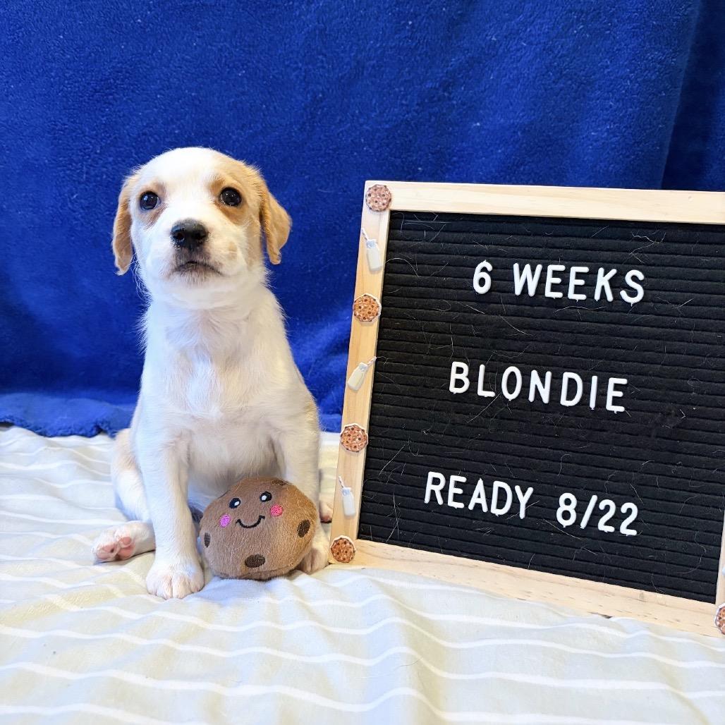 701H (2026) Blondie, a Adoptable mixed breed in Parker, CO image 1/6