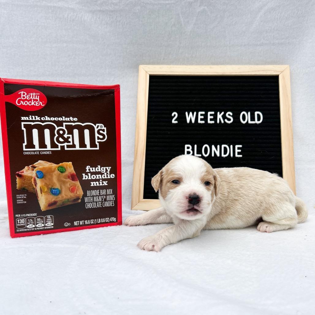 701H (2026) Blondie, a Adoptable mixed breed in Parker, CO image 4/6
