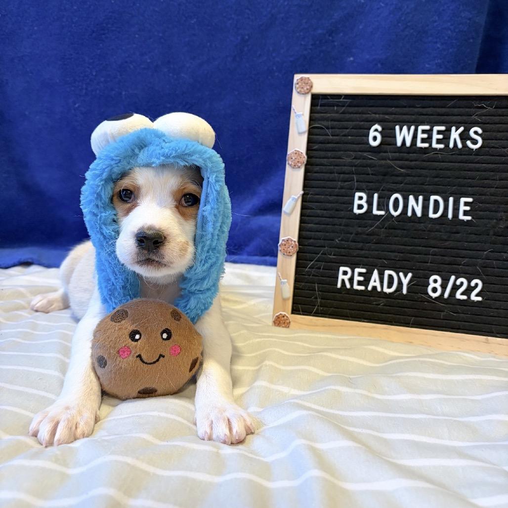 701H (2026) Blondie, a Adoptable mixed breed in Parker, CO image 6/6