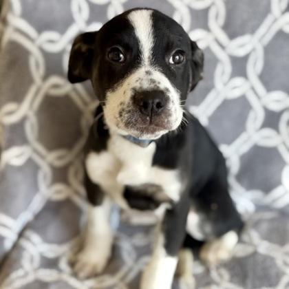 Enlarge Willa, an adopted mixed breed in Red Bluff, CA image 1/1