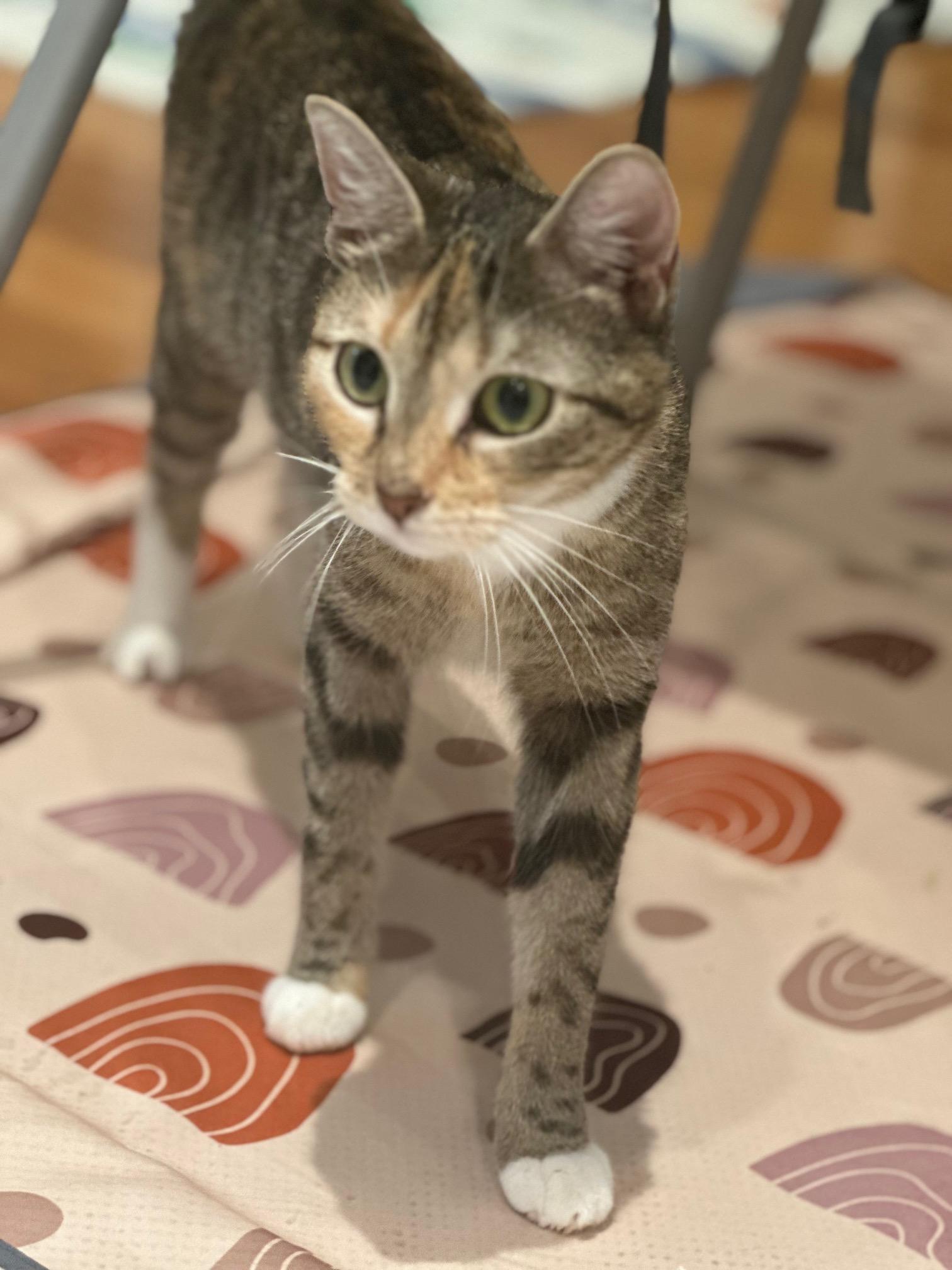 Enlarge Miss Muffin, a Adopted Domestic Short Hair in New York, NY image 1/3