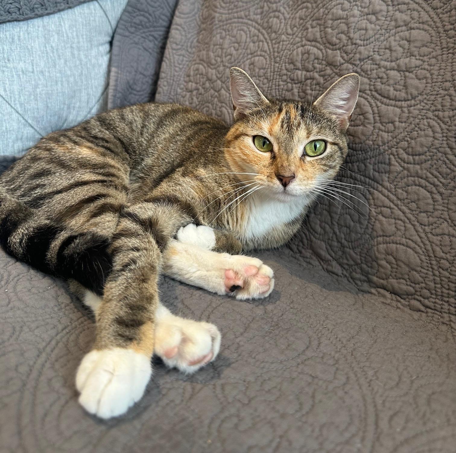 Enlarge Miss Muffin, a Adopted Domestic Short Hair in New York, NY image 2/3