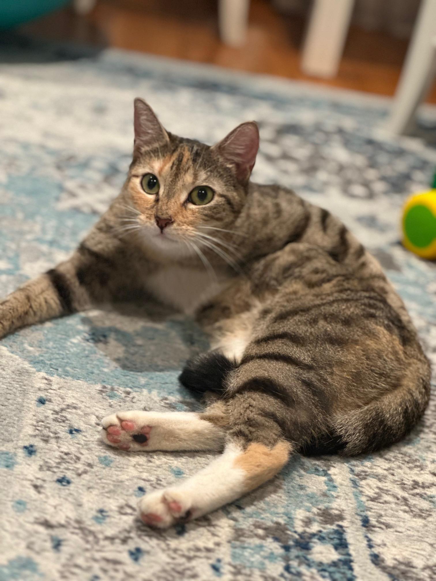 Enlarge Miss Muffin, a Adopted Domestic Short Hair in New York, NY image 3/3