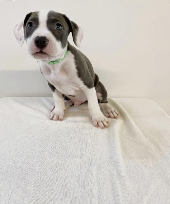 Shrek, adopted, Puppy Male Mixed Breed.