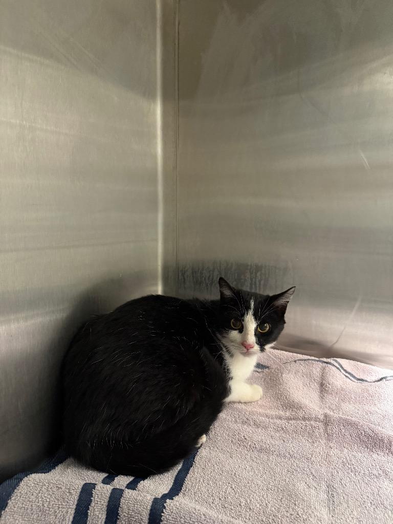 Clawdette, Adoptable, Young Female Domestic Short Hair.