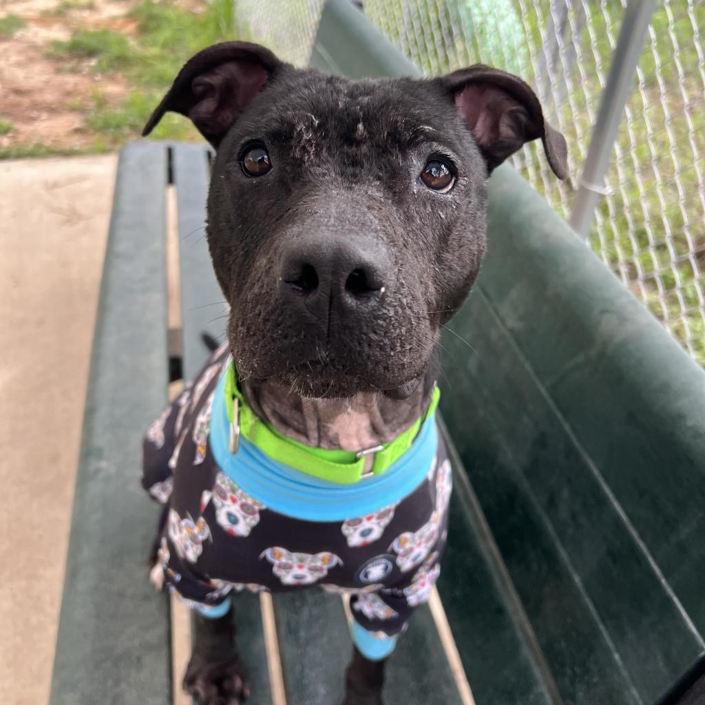 Dolly, a Adoptable American Staffordshire Terrier in South Bend, IN image 1/6