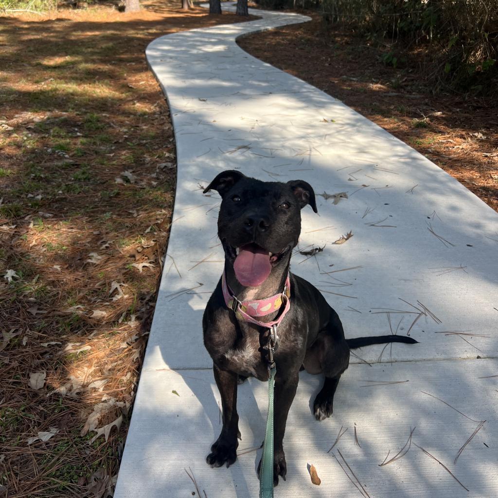 Dolly, a Adoptable American Staffordshire Terrier in South Bend, IN image 4/6