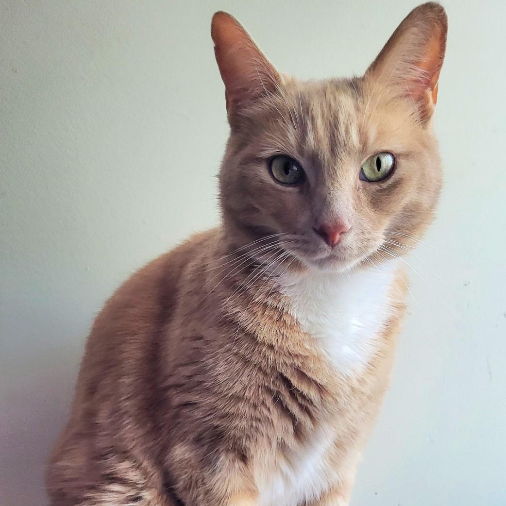 Beale, an adoptable Domestic Short Hair in Scarborough, ON_image-1