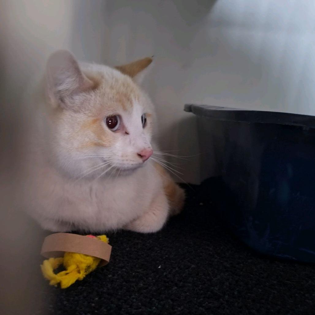 Enlarge Flare, a Adoptable Siamese in Norfolk, NE image 1/2