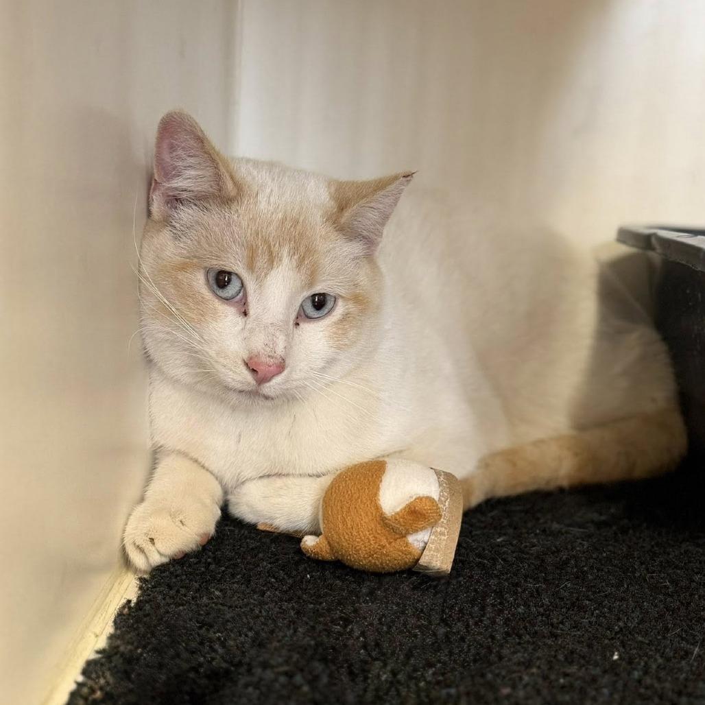 Enlarge Flare, a Adoptable Siamese in Norfolk, NE image 2/2