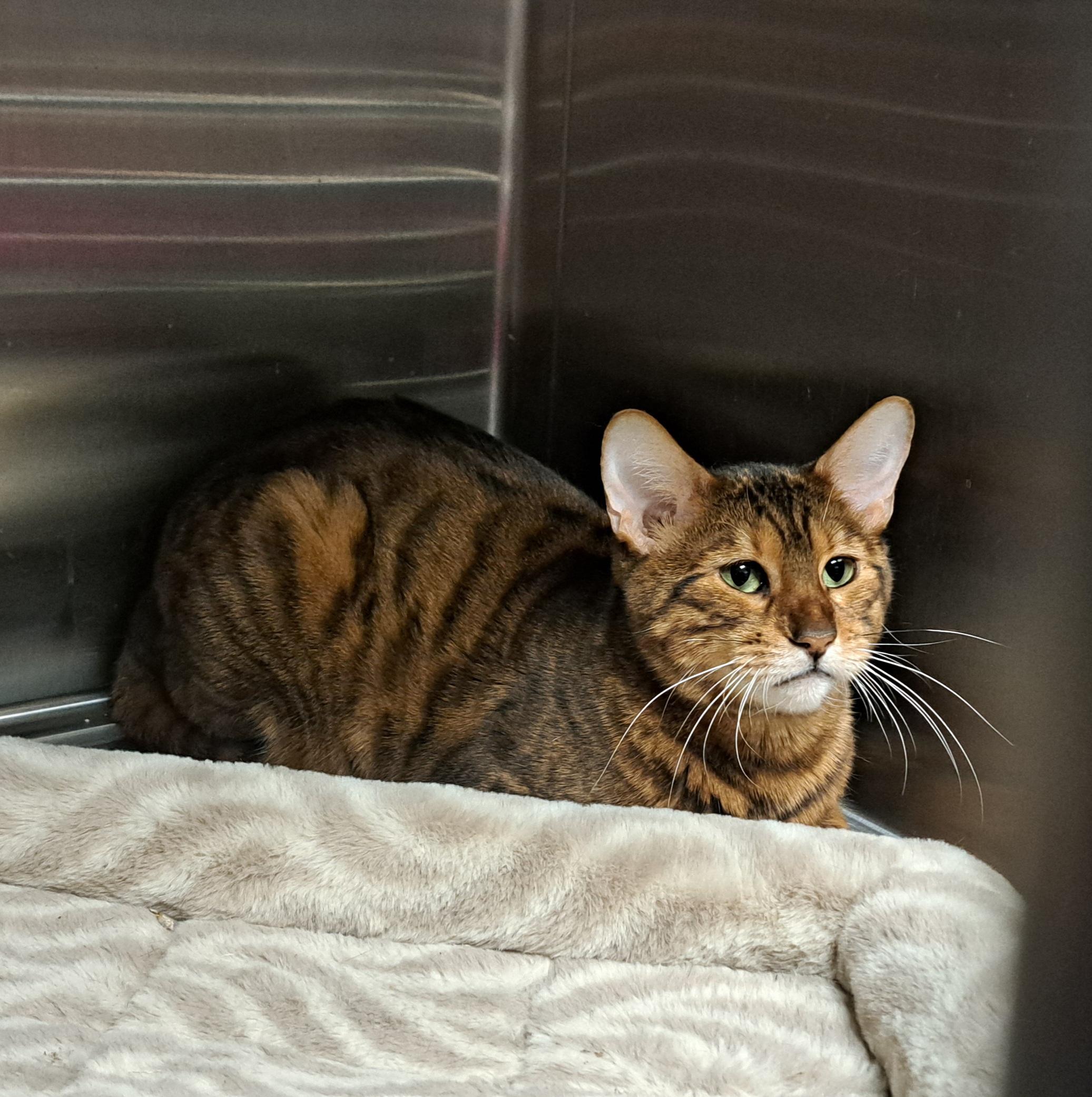 Twirl, Adoptable, Adult Male Toyger.