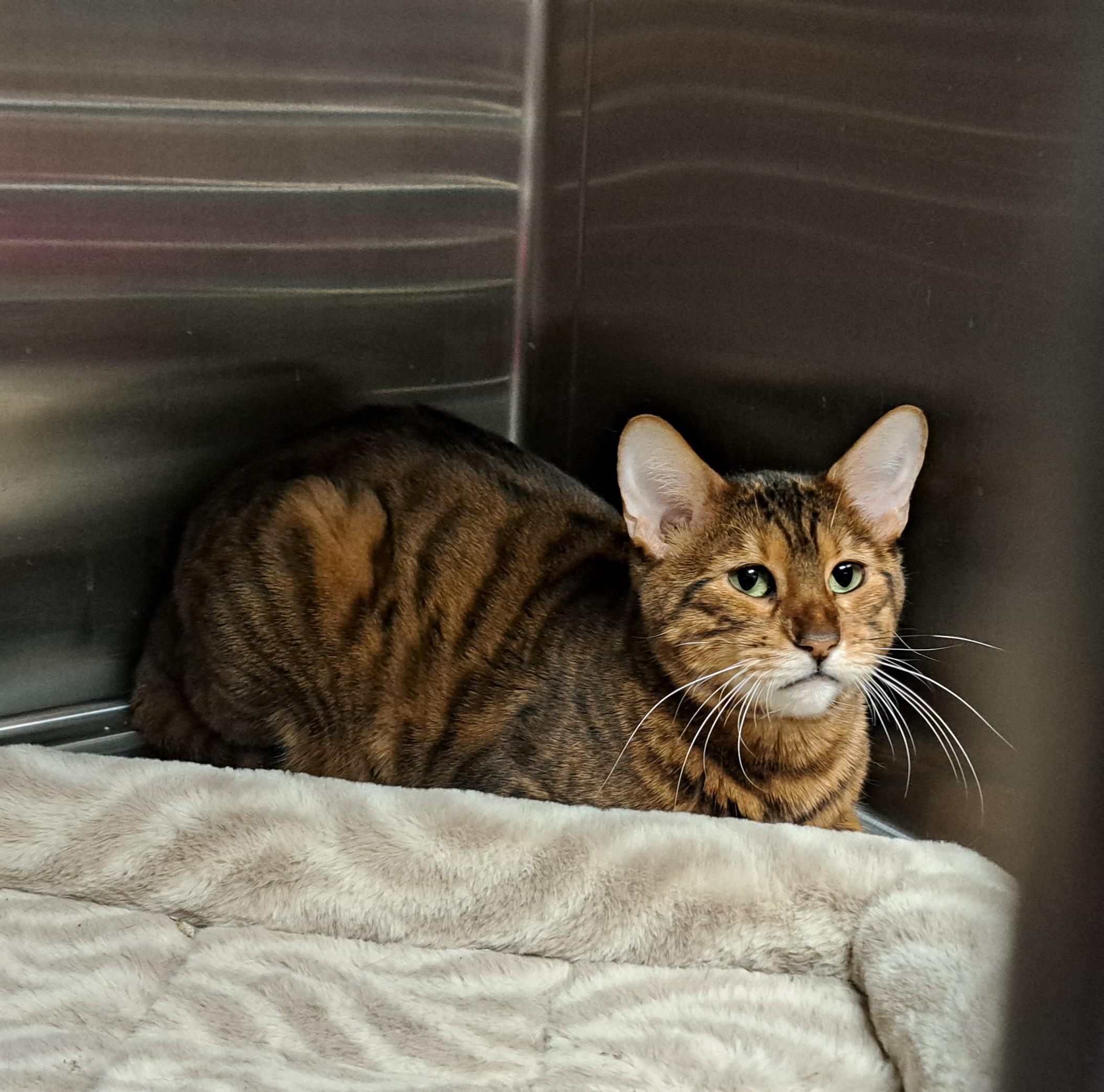 Enlarge Twirl, an adopted Toyger in Riverside, CA image 2/3