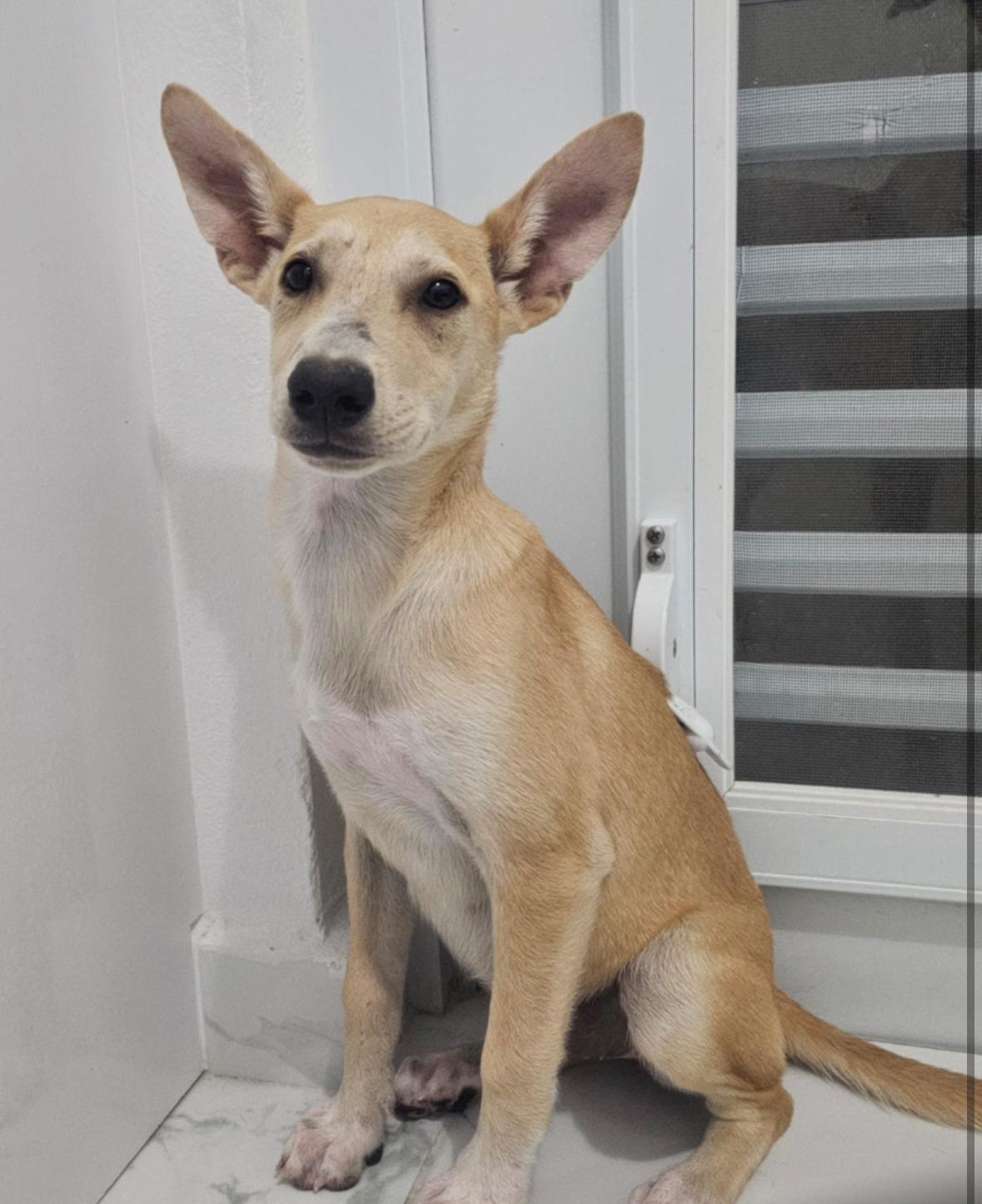 Ivory  The Bigeared thumbnail 2