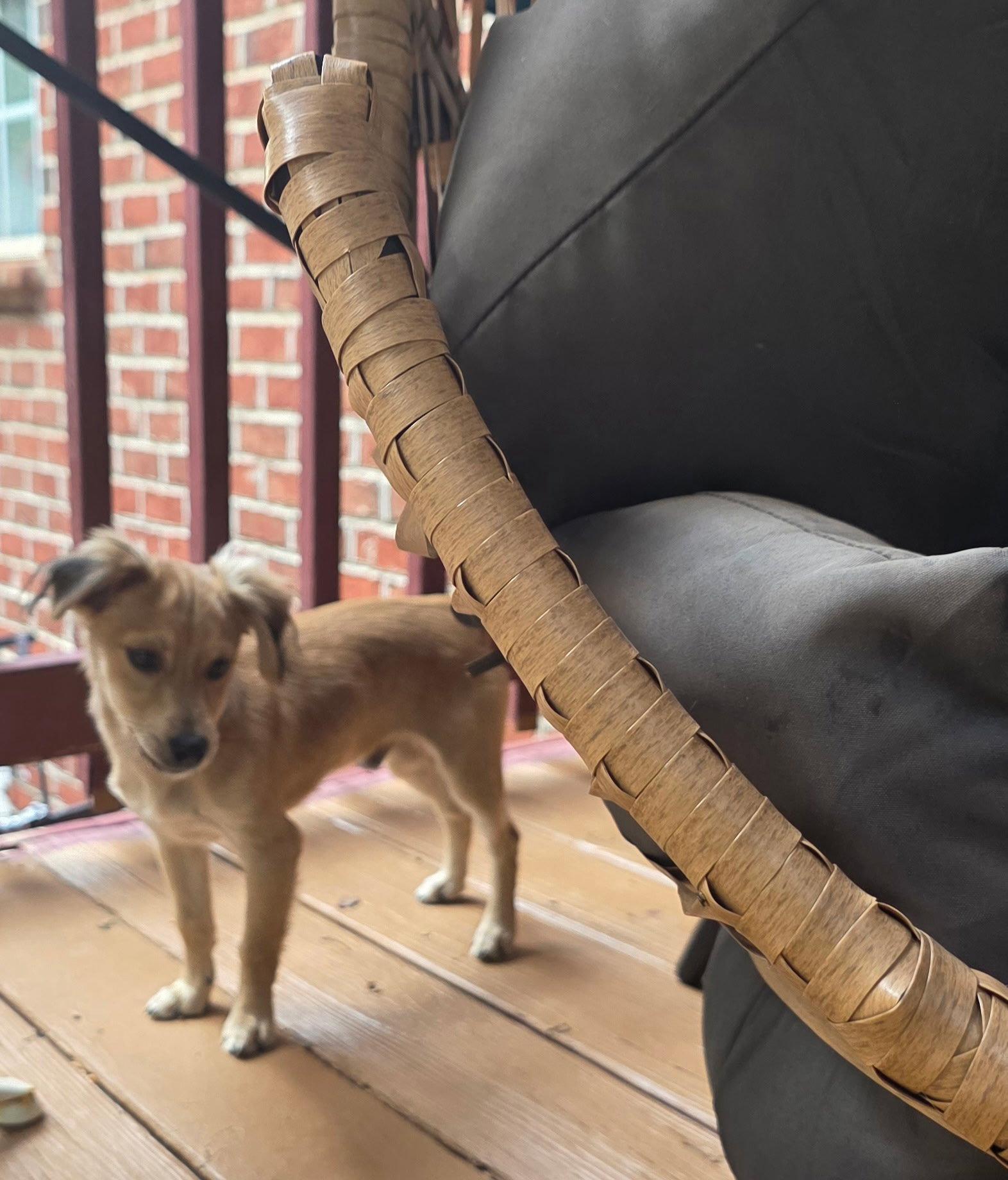 Taz, Adopted, Young Male Mixed Breed.