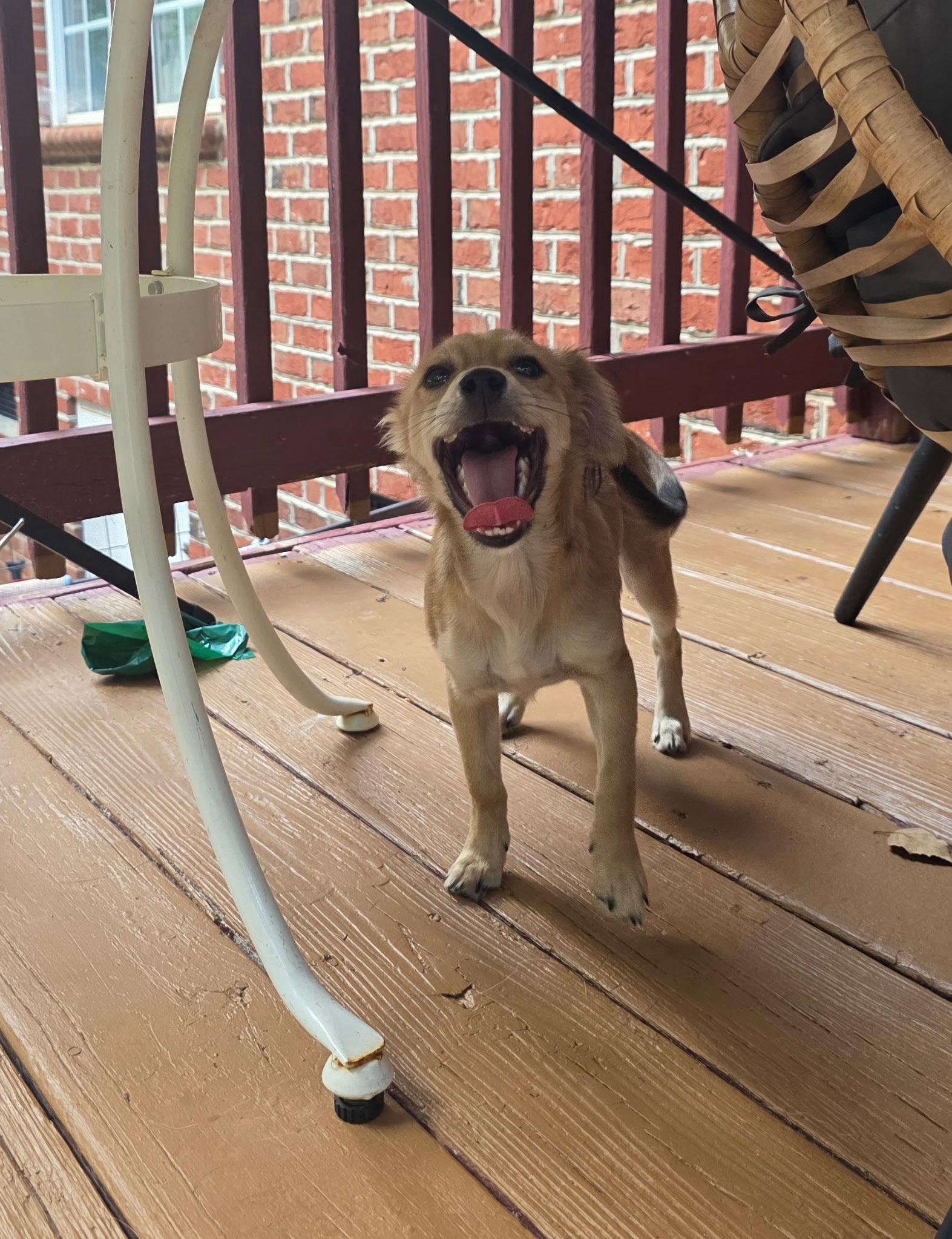 Enlarge Taz, a Adopted Mixed Breed in Thomasville, NC image 2/3