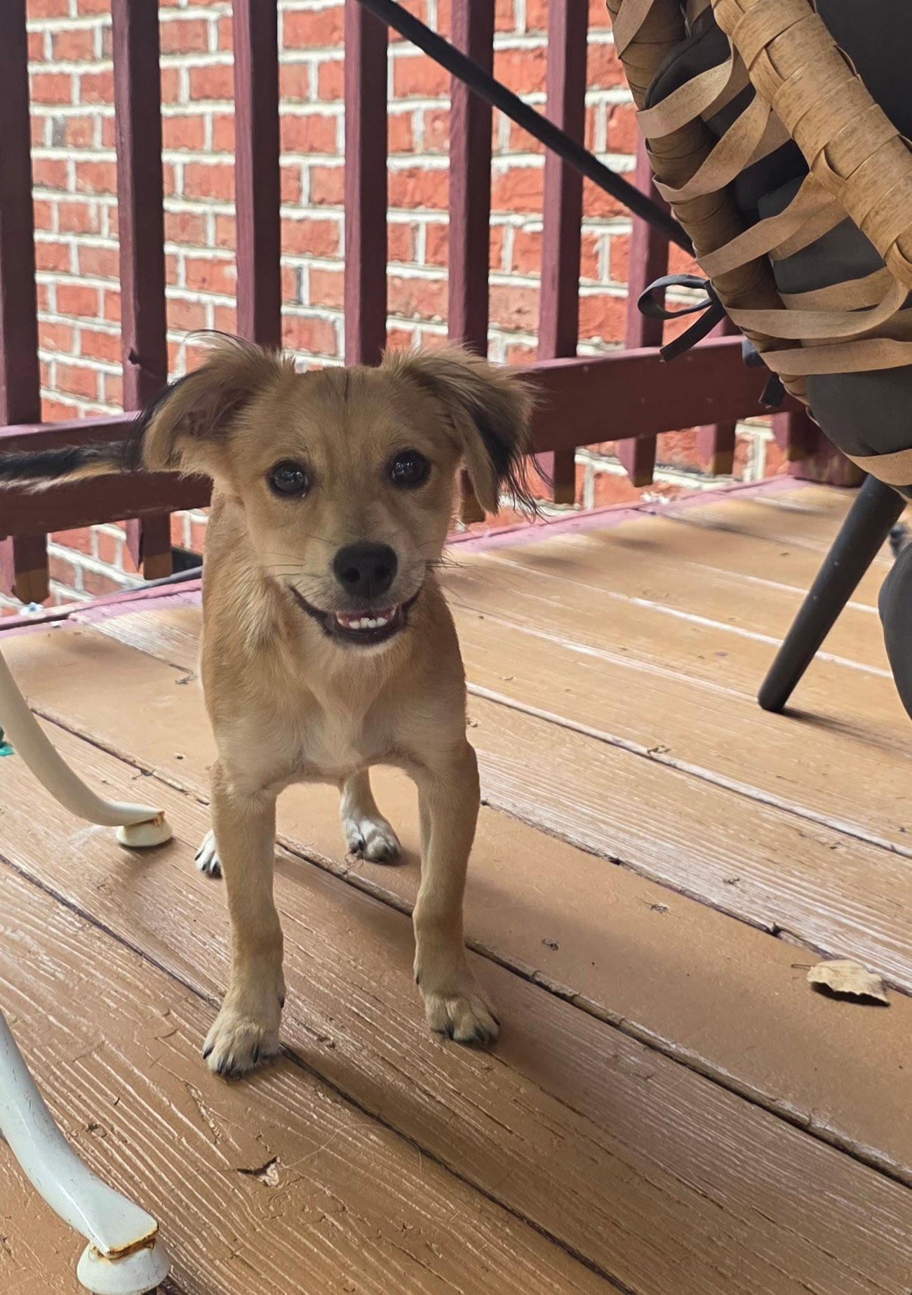 Enlarge Taz, a Adopted Mixed Breed in Thomasville, NC image 3/3