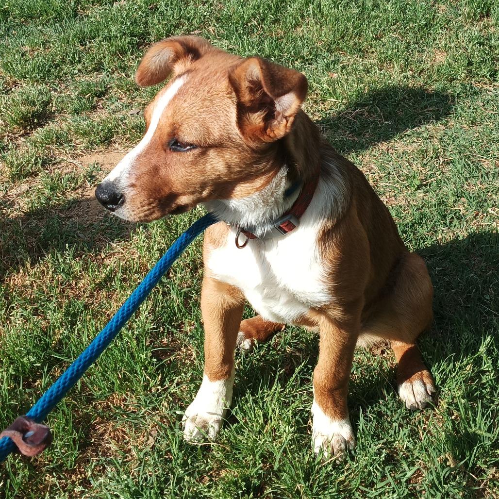Penny, Adoptable, Puppy Female Cattle Dog.