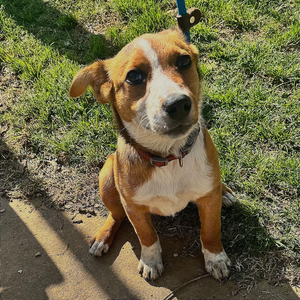 Enlarge Penny, a Adoptable mixed breed in Denison, TX image 3/6