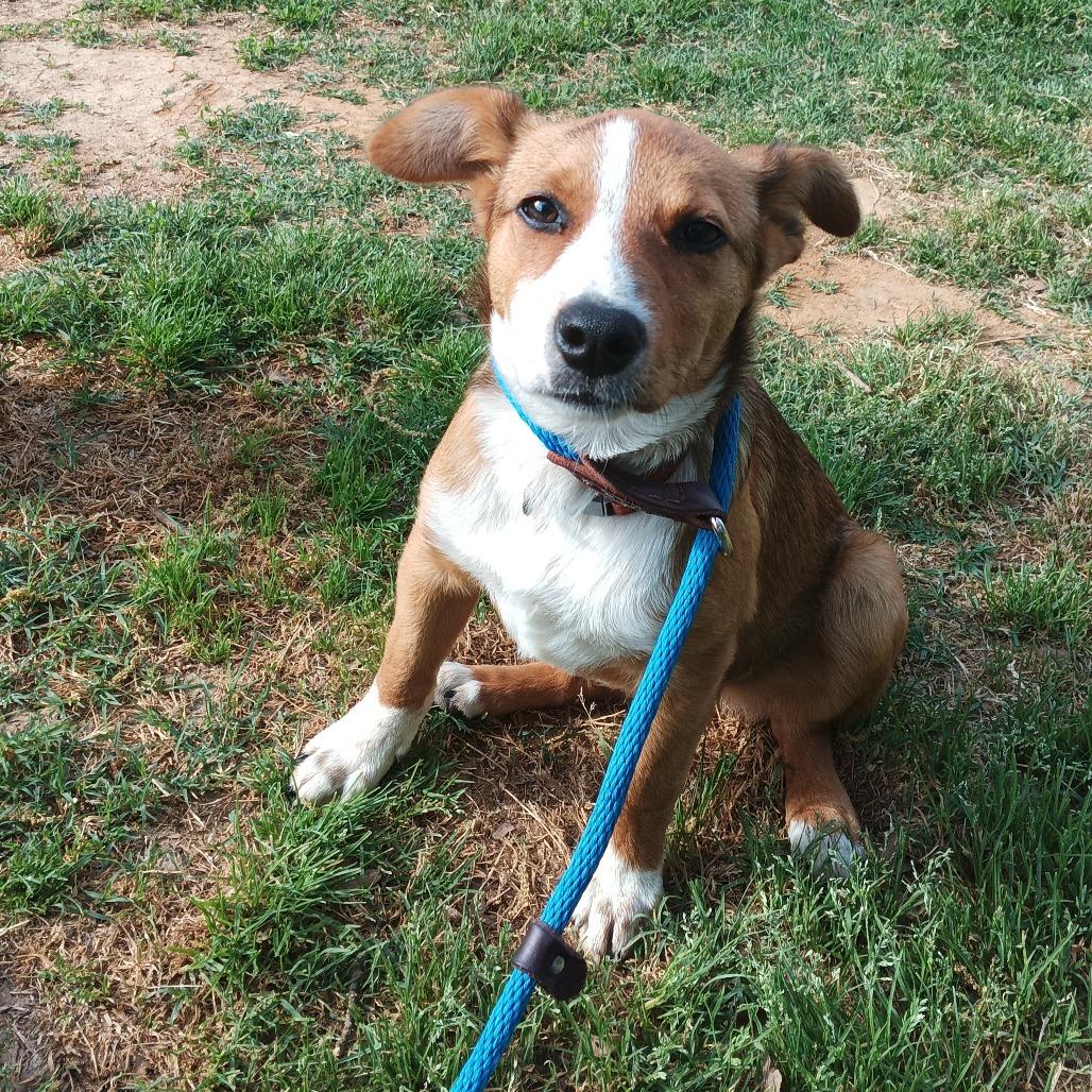 Enlarge Penny, a Adoptable mixed breed in Denison, TX image 4/6