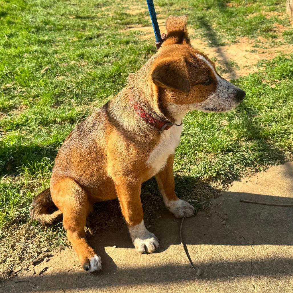 Enlarge Penny, a Adoptable mixed breed in Denison, TX image 5/6