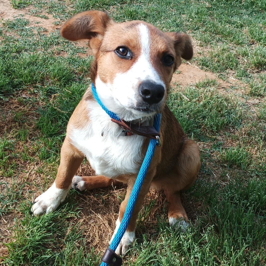 Enlarge Penny, a Adoptable mixed breed in Denison, TX image 6/6