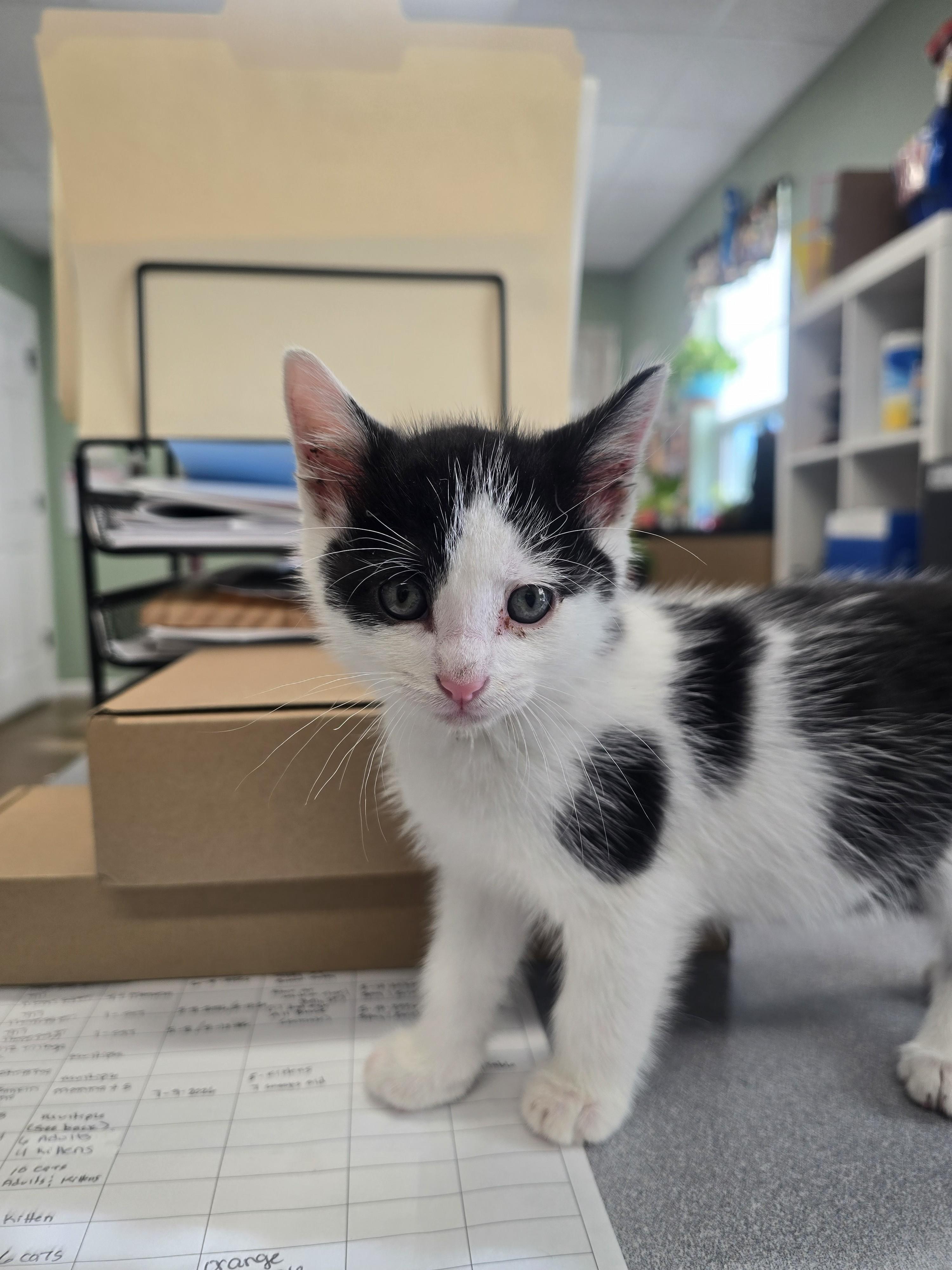 Enlarge Eraser, an adopted Tuxedo in Boonville, MO image 1/1