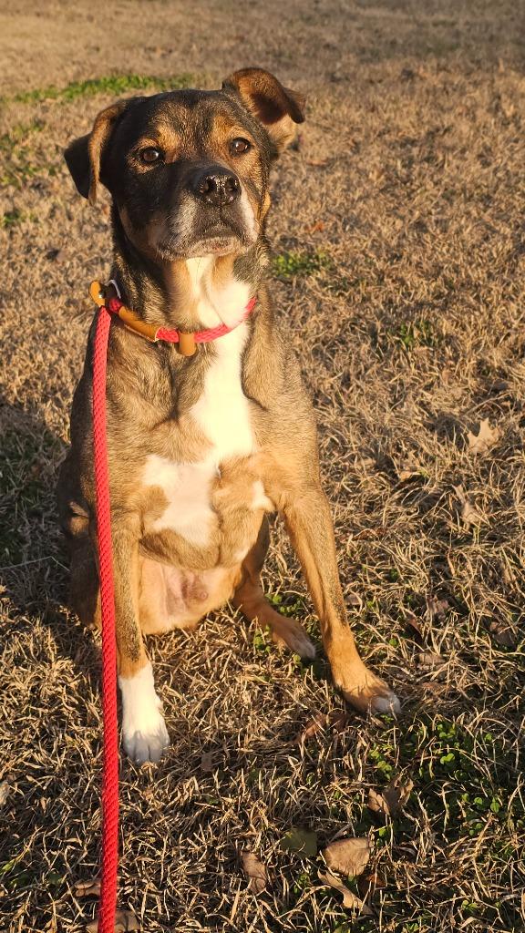 Enlarge Cooper, a Adoptable mixed breed in New Bern, NC image 1/1