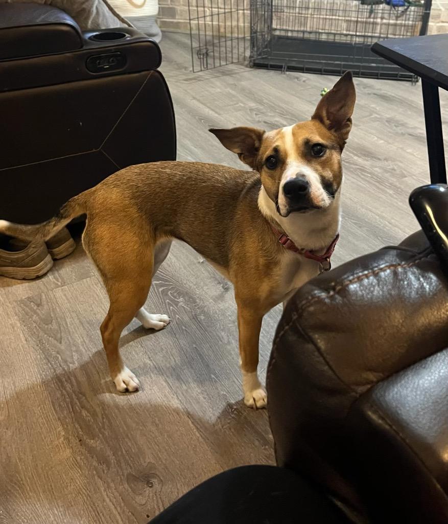 Kitty, Adoptable, Young Female Collie.